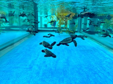 名古屋港水族館に投稿された画像（2023/8/3）