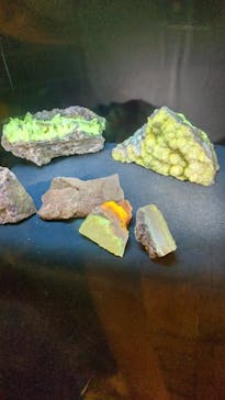 国立科学博物館に投稿された画像（2023/8/3）