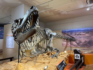特別展「化石ハンター展 ～ゴビ砂漠の恐竜とヒマラヤの超大型獣～」に投稿された画像（2023/8/3）
