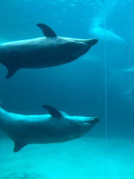 名古屋港水族館に投稿された画像（2023/8/3）