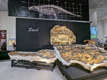 大阪市立自然史博物館に投稿された画像（2023/8/3）