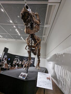 大阪市立自然史博物館に投稿された画像（2023/8/3）