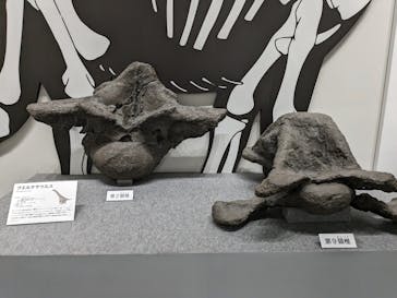 大阪市立自然史博物館に投稿された画像（2023/8/3）