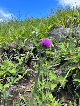 車山高原SKYPARK RESORTに投稿された画像（2023/8/3）