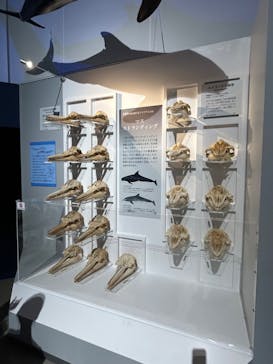 特別展「海　―生命のみなもと―」（国立科学博物館）に投稿された画像（2023/8/4）