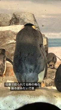 名古屋港水族館に投稿された画像（2023/8/4）