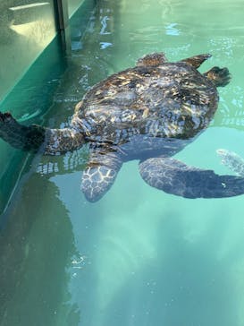新江ノ島水族館に投稿された画像（2023/8/4）