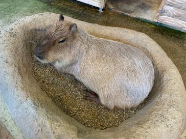新江ノ島水族館に投稿された画像（2023/8/4）