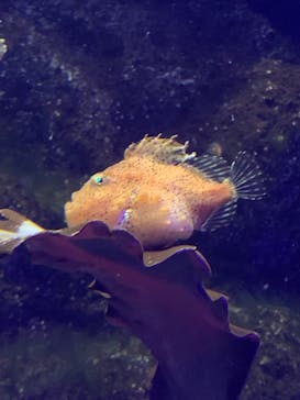 新江ノ島水族館に投稿された画像（2023/8/4）