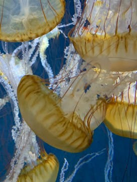 新江ノ島水族館に投稿された画像（2023/8/4）