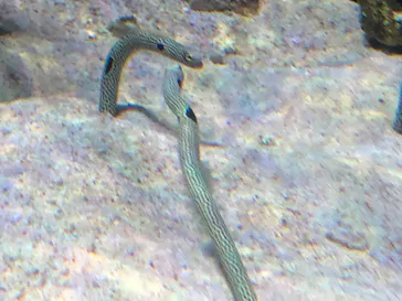 マクセル アクアパーク品川に投稿された画像（2023/8/4）