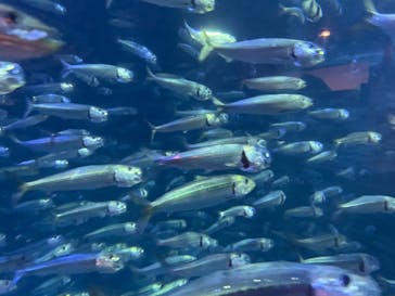 登別マリンパークニクスに投稿された画像（2023/8/4）