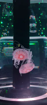 マクセル アクアパーク品川に投稿された画像（2023/8/4）