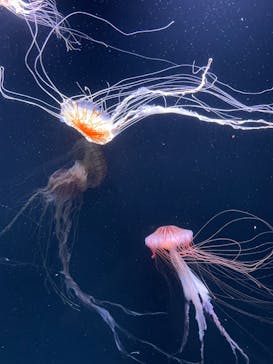 サンシャイン水族館に投稿された画像（2023/8/4）