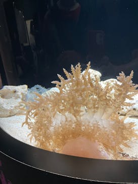 サンシャイン水族館に投稿された画像（2023/8/4）