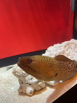 サンシャイン水族館に投稿された画像（2023/8/4）