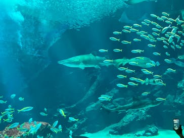 マリンワールド海の中道に投稿された画像（2023/8/4）