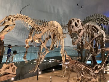 福井県立恐竜博物館に投稿された画像（2023/8/4）