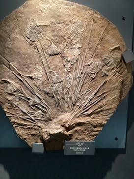 福井県立恐竜博物館に投稿された画像（2023/8/4）