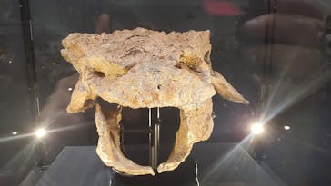 大阪市立自然史博物館に投稿された画像（2023/8/4）