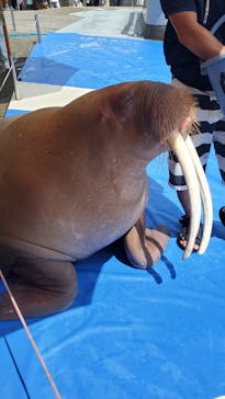 大分マリーンパレス水族館 「うみたまご」に投稿された画像（2023/8/4）