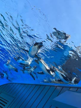 サンシャイン水族館に投稿された画像（2023/8/4）