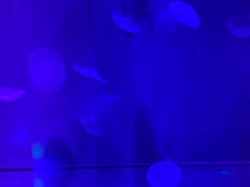 すみだ水族館に投稿された画像（2023/8/4）