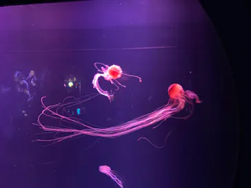 すみだ水族館に投稿された画像（2023/8/4）