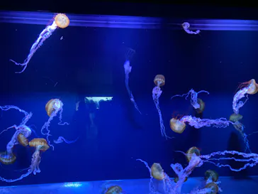 すみだ水族館に投稿された画像（2023/8/4）