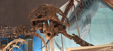 福井県立恐竜博物館に投稿された画像（2023/8/4）