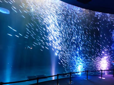 名古屋港水族館に投稿された画像（2023/8/4）