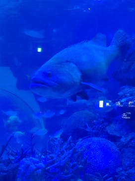 名古屋港水族館に投稿された画像（2023/8/4）