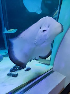 名古屋港水族館に投稿された画像（2023/8/4）