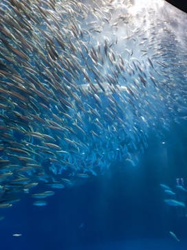 名古屋港水族館に投稿された画像（2023/8/4）