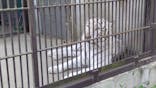 宇都宮動物園に投稿された画像（2023/8/4）