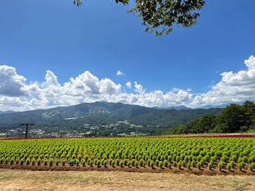 ひるがのピクニックガーデンに投稿された画像（2023/8/4）