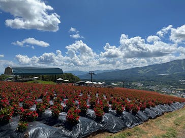 ひるがのピクニックガーデンに投稿された画像（2023/8/4）