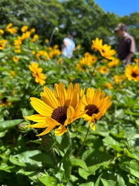 ひるがのピクニックガーデンに投稿された画像（2023/8/4）