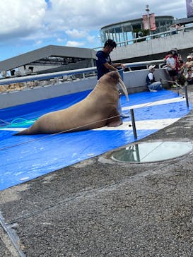 大分マリーンパレス水族館 「うみたまご」に投稿された画像（2023/8/4）