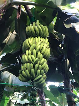 熱川バナナワニ園に投稿された画像（2023/8/4）