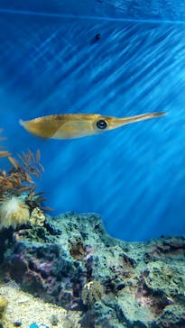 サンシャイン水族館に投稿された画像（2023/8/4）