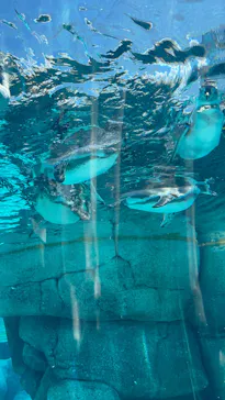 天王寺動物園に投稿された画像（2023/8/4）