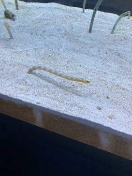 すみだ水族館に投稿された画像（2023/8/4）