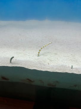 大分マリーンパレス水族館 「うみたまご」に投稿された画像（2023/8/4）