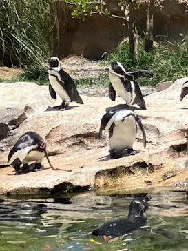 神戸どうぶつ王国に投稿された画像（2023/8/4）