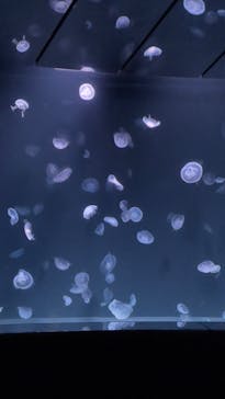 サンシャイン水族館に投稿された画像（2023/8/4）