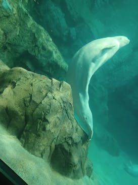 名古屋港水族館に投稿された画像（2023/8/4）