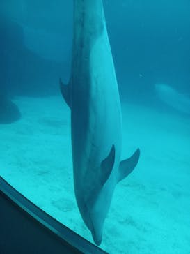 名古屋港水族館に投稿された画像（2023/8/4）