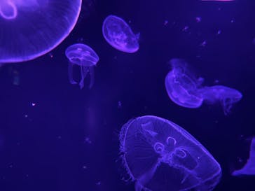 下田海中水族館に投稿された画像（2023/8/4）