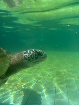 下田海中水族館に投稿された画像（2023/8/4）